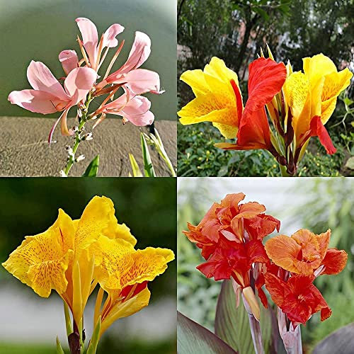 FStening 4 Pezzi Rosa Giallo Rosso Arancione Varietà Mix Canna Indica Bulbi Facile Da Piantare Nel Giardino Di Casa Con Le Famiglie Goditi L'happy Hour