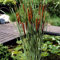 Bloomique - Typha Latifolia - Breitblättriger Rohrkolben - Teichpflanzen Winterhart - Wasserpflanzen - Zone 2-3 - Höhe 15-25 cm - Topf 9 cm