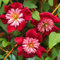 Clematis-Zwiebel, Kletterpflanze,DüRretolerant, Vermehrbare, Winterhart, Clematis Grandiflora,Winterhart Mehrjährig,Krautige Rebe, Kletterpflanze, Gartenpflanze-6zwiebeln-B