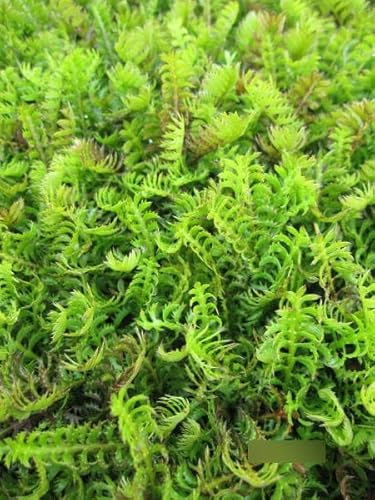 Cotula squalida - Farn-Fiederpolster Verpackungseinheit 5