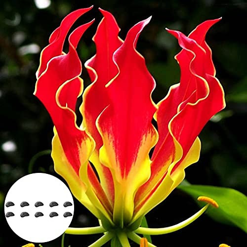 Benoon Semillas De Lirio De Llama, 10 Piezas/Bolsa Semillas De Lirio De Llama Gloriosa Garland Adornos Semillas De Flores De Ventana De Oficina Perenne Para Balcón Semillas