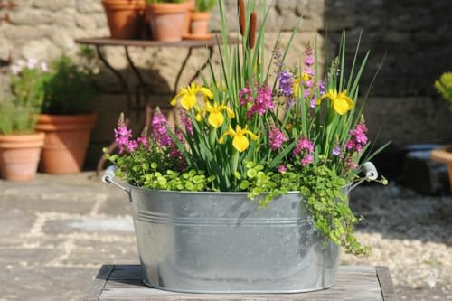 GartenGees Zinkwanne, Jardinere, oval, mit 2 Holzgriffen,schöne,hohe Pflanzgefäße,2 Größen wählbar (31cm LAN)