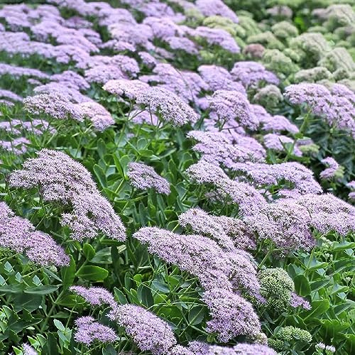 sedum balkonpflanzen winterhart kräuterbeet indoor winterharte kübelpflanzen gartenkräuter wildkräuter kräutergarten küche küchenkräuter pflanzenkübel dekopflanzen zimmerpflanze 400samen