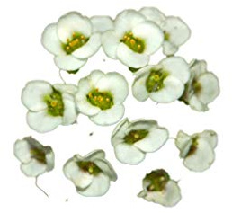 Strand-Silberkraut -Lobularia maritima- 1000 Samen