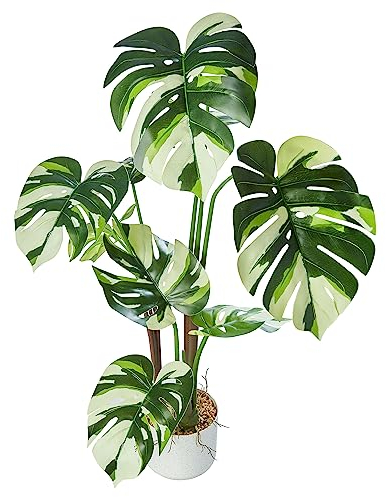 AMARE Monstera variegata, 100 cm, im weißen Melamintopf 15x13cm mit Erde