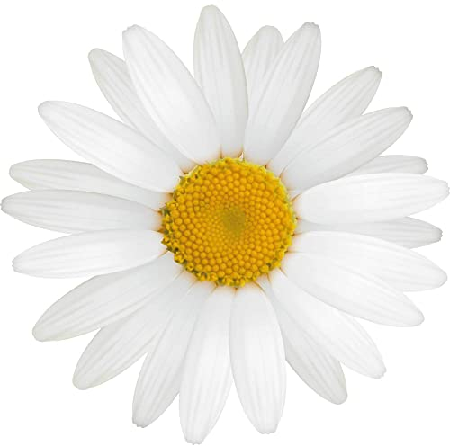 kleberio Selbstklebender Aufkleber Sticker Autoaufkleber wetterfest Blumen Mülltonne Blumenwiese Dekoration Fensterbild Fliesenaufkleber 10 x 10 cm - Weiße Gänseblume -