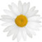 kleberio Selbstklebender Aufkleber Sticker Autoaufkleber wetterfest Blumen Mülltonne Blumenwiese Dekoration Fensterbild Fliesenaufkleber 10 x 10 cm - Weiße Gänseblume -