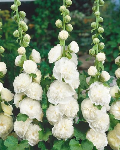 Alcea rosea 'Pleniflora Chaters' 9x9 cm Topf – Winterhart, Pflegeleicht – Stockrose – Blühpflanze für Beet & Bauerngarten