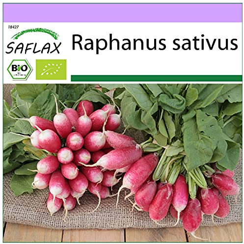 SAFLAX - BIO - Radis - French breakfast - 150 graines - Raphanus sativus