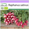 SAFLAX - BIO - Radis - French breakfast - 150 graines - Raphanus sativus