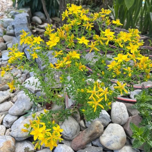 100 piezas Semillas de hierba de San Juan perenne, lecho de hierbas, regalos sostenibles, verdadera hierba de San Juan - Hypericum perforatum - hierbas culinarias, cama elevada balcón