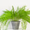 Suttons Asparagus Fern Plumosus Indoor House or Office Plants Fern-Like Foliage Climbing Plant Ideal for Tabletops and Windowsills Supplied as 1x 13cm Pot