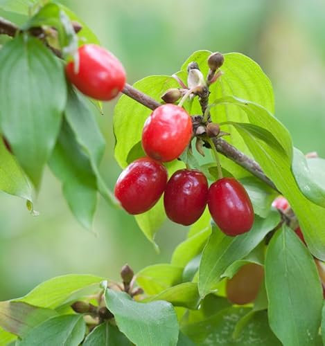 Kornellkirsche 100-125cm - Cornus mas