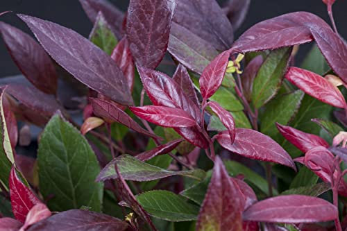 Leucothoe walteri 'Scarletta' 20-25 cm - Schattenglöckchen, rote Blätter im Herbst, immergrün, ideal für Kübel und Rabatten, pflegeleicht und winterhart