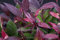 Leucothoe walteri 'Scarletta' 20-25 cm - Schattenglöckchen, rote Blätter im Herbst, immergrün, ideal für Kübel und Rabatten, pflegeleicht und winterhart