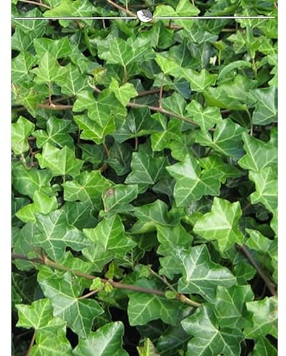 Irischer Efeu Hedera hibernica 80-100 cm im Topf. Angebot: 30 Pflanzen. Winterhart
