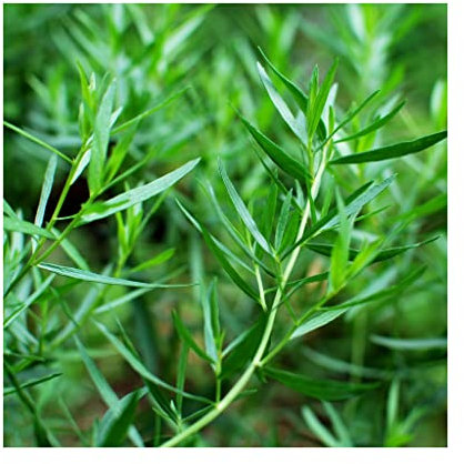 Tarragon French - 3 Established 9cm Potted Plants - Grow Your own - Herb Garden - Unusual herb varieites. Herb Plants Online