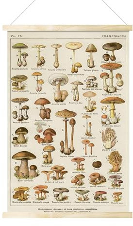 Póster De Hongo Vintage - Arte De Pared De Decoración De Setas, Póster De Naturaleza Floral Decoración De Setas Vintage, Cartel De Dibujo De , Pintura Sobre Lienzo De Arte Montado |