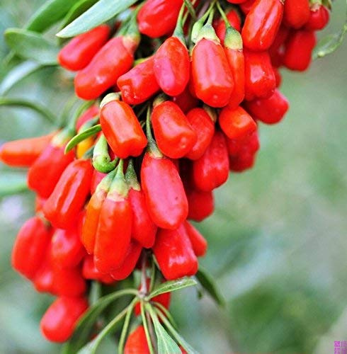 New Goji Beere Bocksdornfrucht Samen Ning Xia CHINESE Bocksdorn Gojiberry Lycium Chinense Super Grade New Harvest Seeds 40 Stück g36