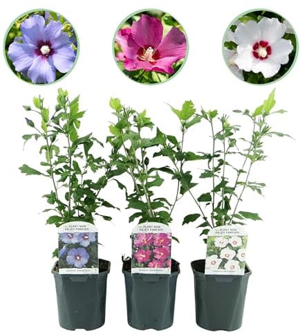 GreenboutiQ - Sträucher - Hibiscus syriacus Tricolour - Blüte Rosa, Weiß und Blau - 3 Pflanzen - Laubabwerfend - Wenig Pflegeaufwand - Topf 17cm Höhe 45cm