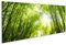 islandburner Tableau sur toile Forêt de bambou Feuilles au soleil Images murales Poster