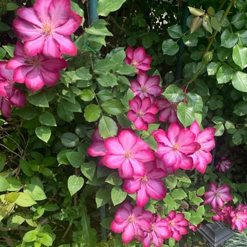Clematis Samen - Clematis florida, alte sorten saatgut Clematis Winterhart Mehrjährig Pflanze, pflanzen winterhart garten pflanzen, bio samen winterharte pflanzen für balkon 50pcs