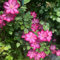 Clematis Samen - Clematis florida, alte sorten saatgut Clematis Winterhart Mehrjährig Pflanze, pflanzen winterhart garten pflanzen, bio samen winterharte pflanzen für balkon 50pcs