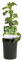 Pianta rampicante - Hedera helix - Foglie verdi - Sempreverde - 2 piante - 30-40cm - Ø10cm - Pianta da giardino