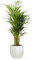 Areca - Planta Natural de Interior - Purificadora de Aire - April Plants - Altura: 50-60 cm