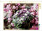 CALVENDO Puzzle Hortensie 1000 Teile Lege-Größe 64 x 48 cm Foto-Puzzle Bild von Gisela Kruse