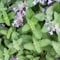 Catnip Nepeta cataria 3000 Seeds