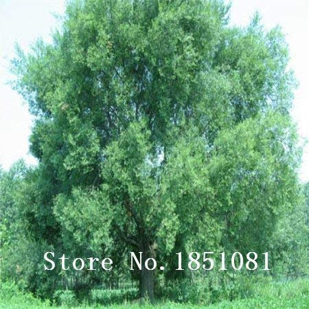 SwansGreen big sale 100 Pieces/Lot Chinese Bonsai Elm Seeds,Woody Perennial Garden Seeds Ulmus Pumila Tree Seeds