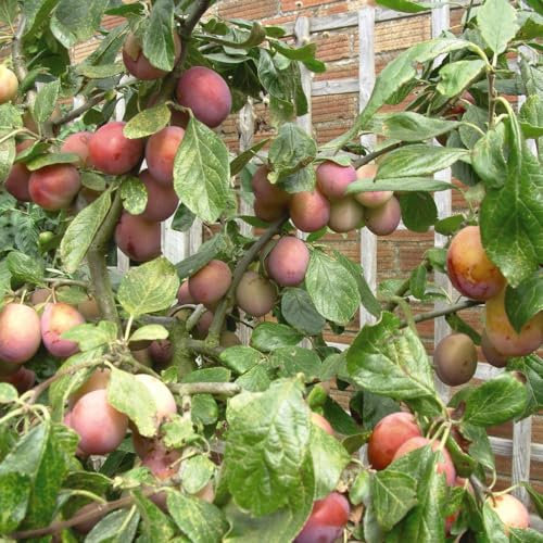 'Victoria' Plum Tree - Self-Fertile, Heavy Yield, Perfect for Culinary Delights - Fast-Growing and Hardy Fruit Tree for Home Gardens - 1x Bareroot by Thompson & Morgan