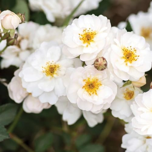 Rosa PRETTY POLLY WHITE ® Meilland ROSA BIANCA A MAZZI a cespuglio in vaso 19 cm AMDGarden