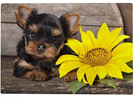 300 Piece Jigsaw Puzzles for Adults - Yorkshire Terrier Puppy Sunflower