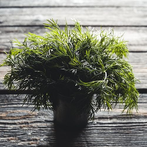 20 pcs colakraut bio samen - gartenkräuter pflanzensamen,Artemisia abrotanum,cola kraut küchenkräuter nachhaltige geschenke für frauen kleine geschenke pflanzenkübel deko pflanzen