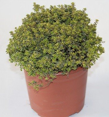 Sin marca Tomillo Limon (Maceta 19 cm Ø) - Planta Viva - Planta aromatica