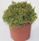 Sin marca Tomillo Limon (Maceta 19 cm Ø) - Planta Viva - Planta aromatica