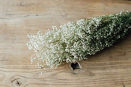 NaDeco Schleierkraut, getrocknet, im Bund, Länge ca. 50-60cm, in Natur und Gefärbt Gypsophila paniculata Gipskraut Trockenblumen Naturdeko Trockendeko für Vasen Pampasgras Deko
