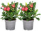 Plant in a Box - Euphorbia Milii 'Christusdorn' - 2er set - Zimmerpflanze - Sukkulente - ⌀ 13 cm - Höhe 25-35 cm
