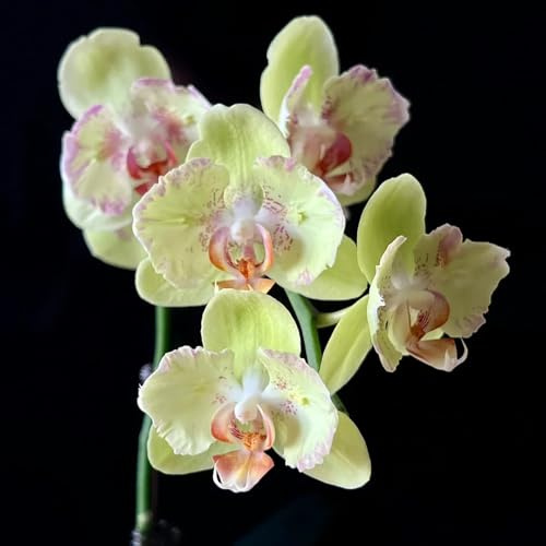 phalaenopsissamen balkonpflanzen winterhart, balkon phalaenopsis orchideen kletterpflanzen, bio herbst deko gartenpflanzen 100pcs