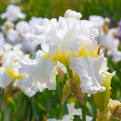4 Pcs Schwertlilien Kaufen Zwiebeln - Iris Pflanzen - Herbstpflanzen Winterhart, Gärtner Geschenke (Iris Tectorum) Frühlingsblumen, Blumenzwiebeln Mehrjährig Winterhart Blumenwiese,