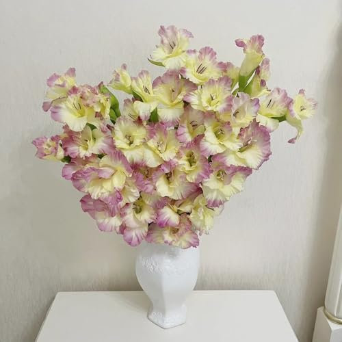 8 pcs gladiolen zwiebeln winterhart, Gladiolus, geschenke für gartenfreunde winterharte kübelpflanzen gladiolen knollen blumenstauden winterhart, pflanzen geschenk zwiebelblumen blumen