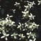 - Clematis Recta Purpurea Seeds