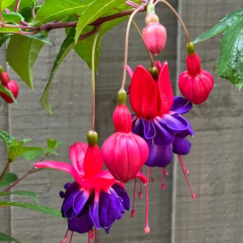 500 pcs fuchsien pflanzen hängend samen - steingarten pflanzen, pflanzen für balkon (Fuchsia hybrida) kletterpflanze, bienenweide mehrjährig blumen samen mehrjährige, kübelpflanzen