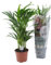 Dypsis lutescens - 55-65cm - Ø17cm - Zimmerpflanze - Immergrün