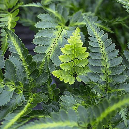 Arachniodes Aristata Variegata Shield Fern Outdoor Garden Evergreen Perennial