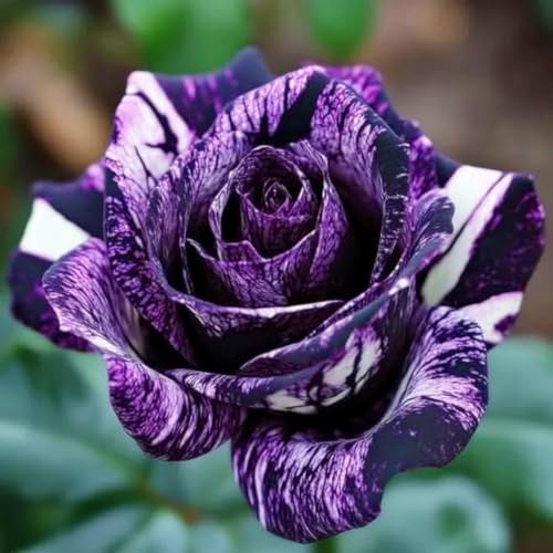 Winterharte Rosen mit Rosenrhizom – Duftende Doppelfarbige Hybride Strauchrosen, Beständig gegen Kälte-5 Wurzel-F