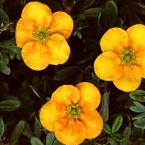 Fingerstrauch 'Mango Tango' - Potentilla fruticosa 'Mango Tango' 25-30 C -