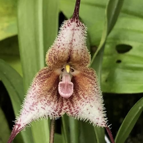 semi di orchidea scimmia, dracula simia, decorazione da giardino per esterni, balcone di orchidea faccia di scimmia di orchidea da giardino, 250pcs